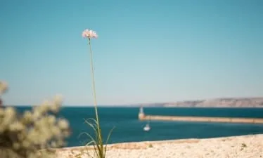 Fleur au premier plan sur une plage, avec la mer et un voilier au large.
